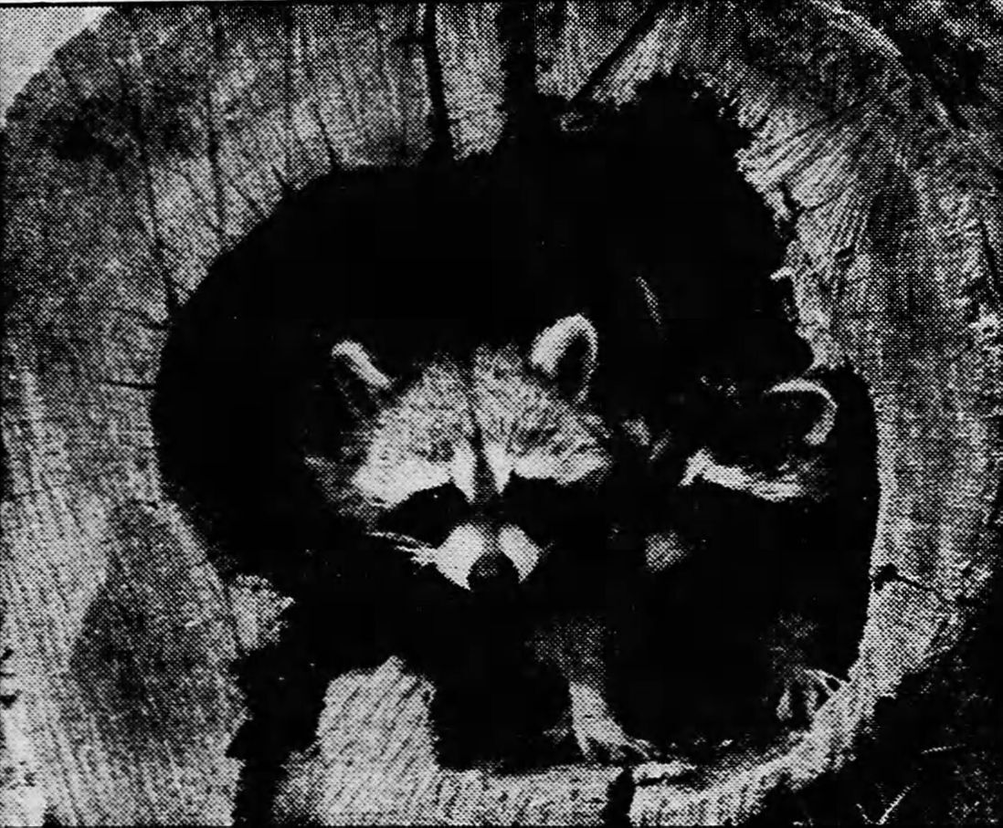 Raccoons
